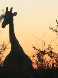 Nicole Hassoun travel archive photo from Africa