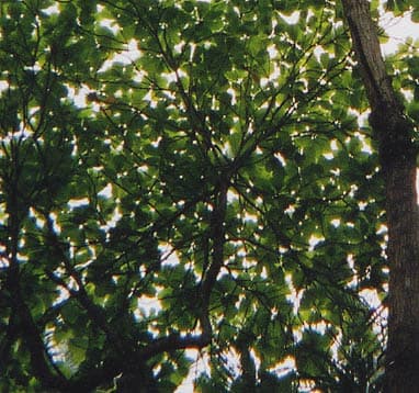 Nicole Hassoun travel archive photo from Central America