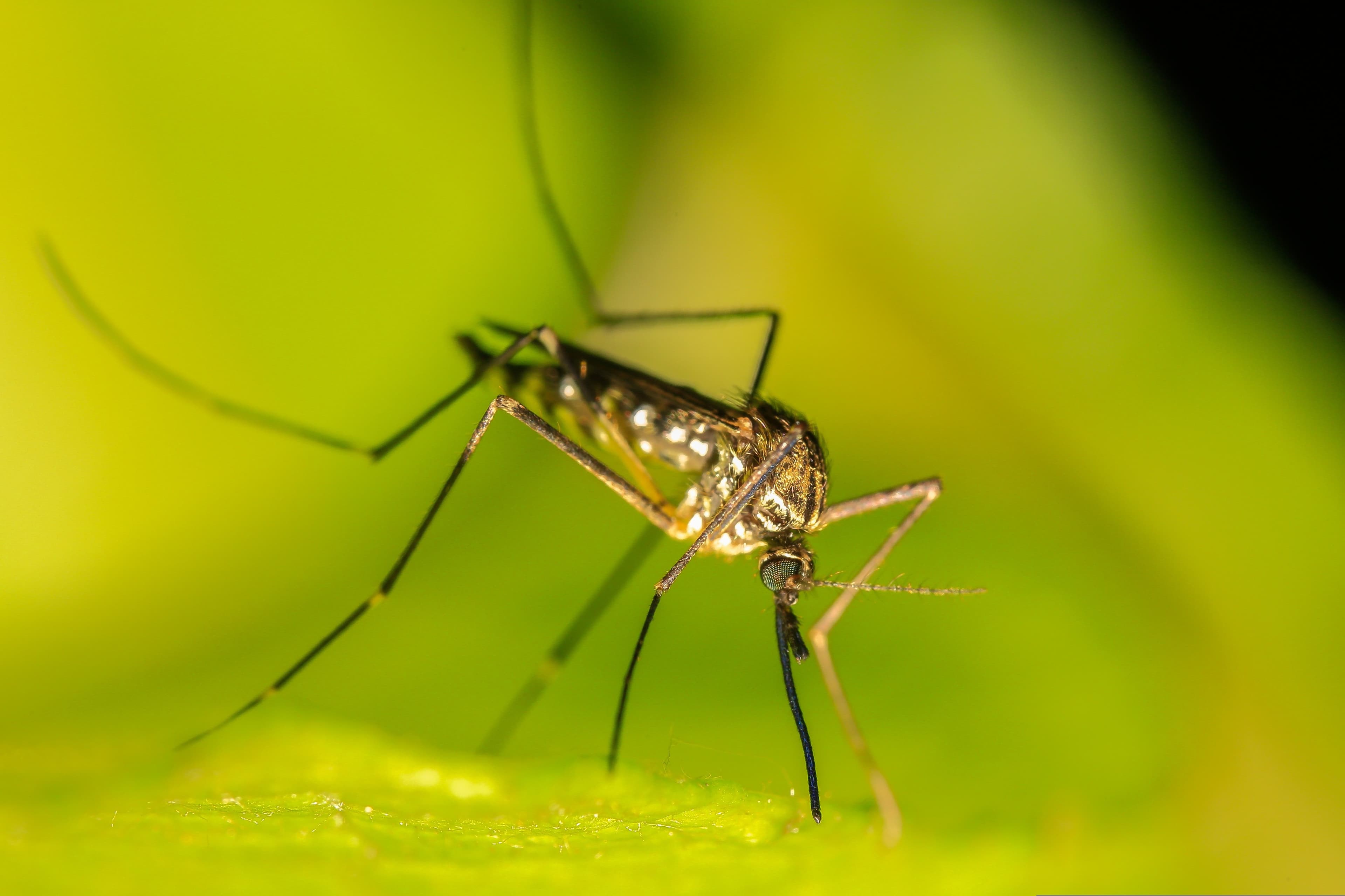 Malaria